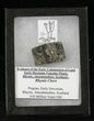 Rhynie Chert - Early Devonian Vascular Plant Fossils #25802-1